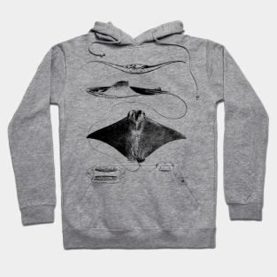 Stingray Hoodie - Stingray Anatomy | Sharks Ocean Sea Animal Science by encycloart